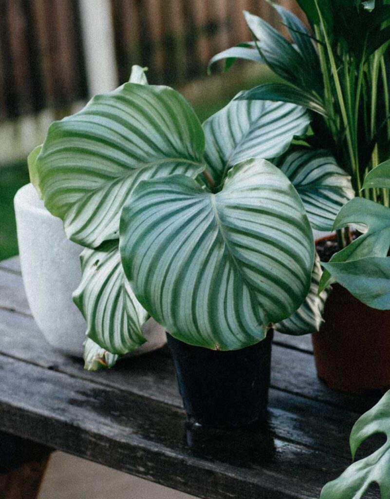 How to Grow and Care for Calathea Orbifolia | 10 Stunning Homes