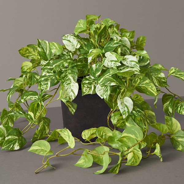 Faux Pothos Plant